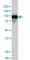 CSE1L Antibody (monoclonal) (M04)